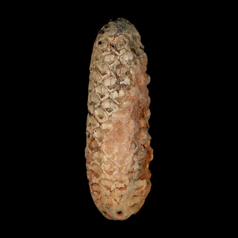 XL 2.2" Fossil Pine Cone Equicalastrobus Replaced By Agate Eocene Age Seeds Fruit - Fossil Age Minerals