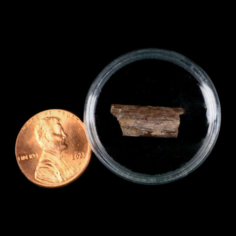0.7" Dimetrodon Sail Spine Bone Fossil Permian Age Waurika Oklahoma COA, Display - Fossil Age Minerals