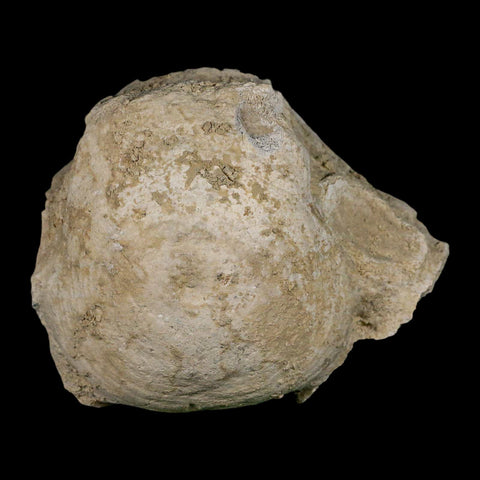 4.7" Brontothere Fossil Vertebrae Bone Eocene Age Badlands S Dakota Titanothere COA - Fossil Age Minerals