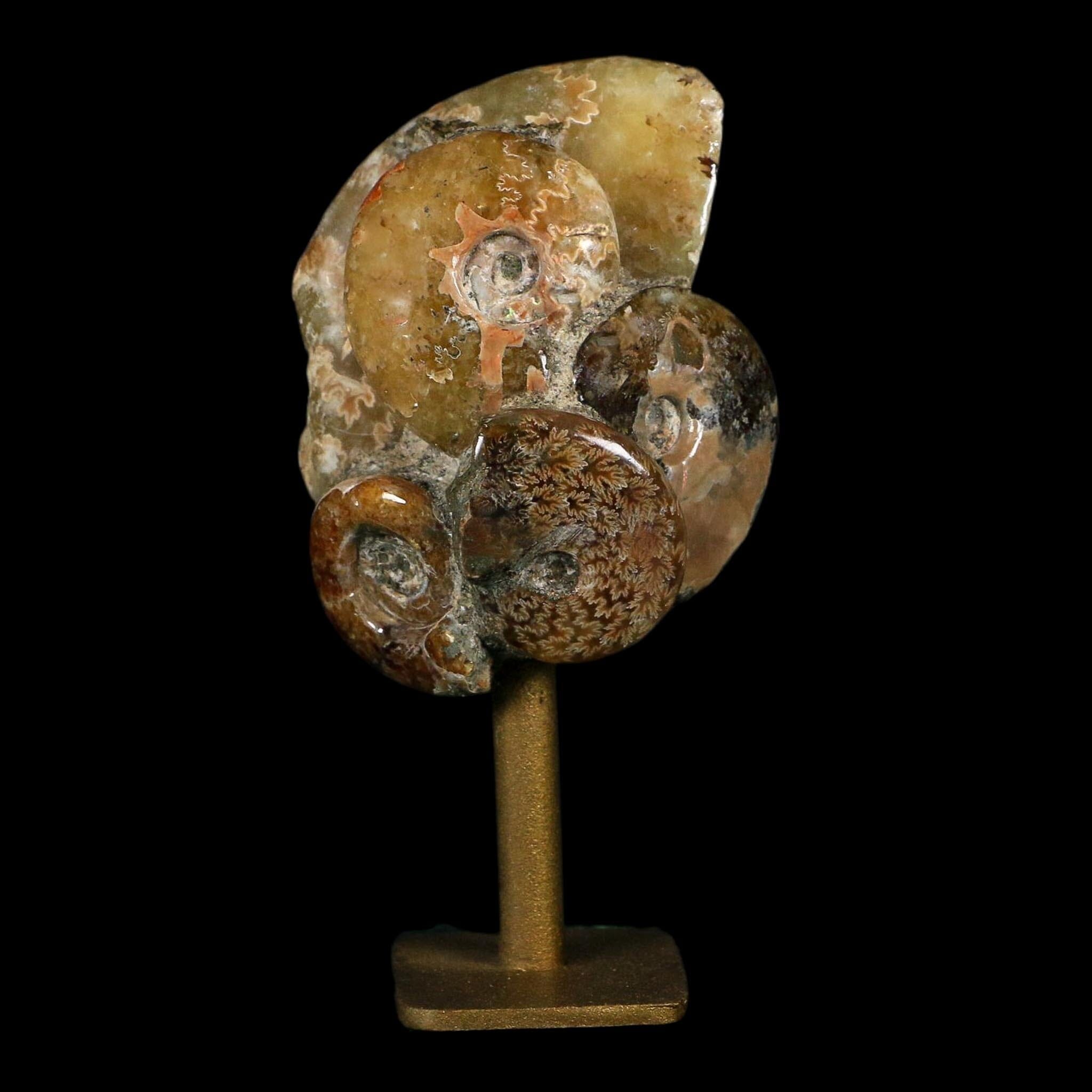 3.5" Cleoniceras Ammonite Fossil Cluster on Stand Madagascar Jurassic Age - Fossil Age Minerals