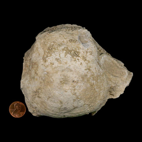 4.7" Brontothere Fossil Vertebrae Bone Eocene Age Badlands S Dakota Titanothere COA - Fossil Age Minerals