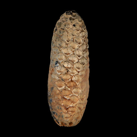 XL 2.2" Fossil Pine Cone Equicalastrobus Replaced By Agate Eocene Age Seeds Fruit - Fossil Age Minerals
