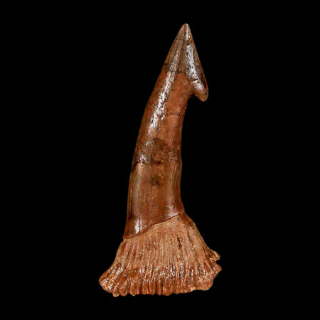 2.2" Sawfish Fossil Tooth Barb Onchopristis Numidus Cretaceous Dinosaur Era COA
