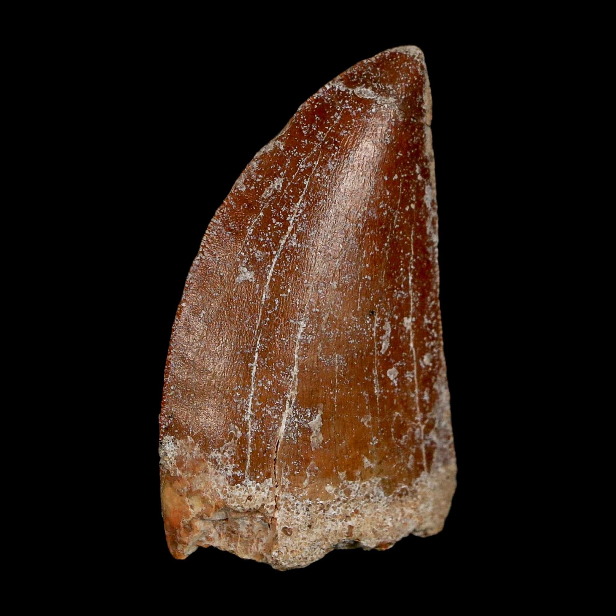 1.7" Carcharodontosaurus Fossil Tooth Cretaceous Dinosaur Morocco COA Stand - Fossil Age Minerals