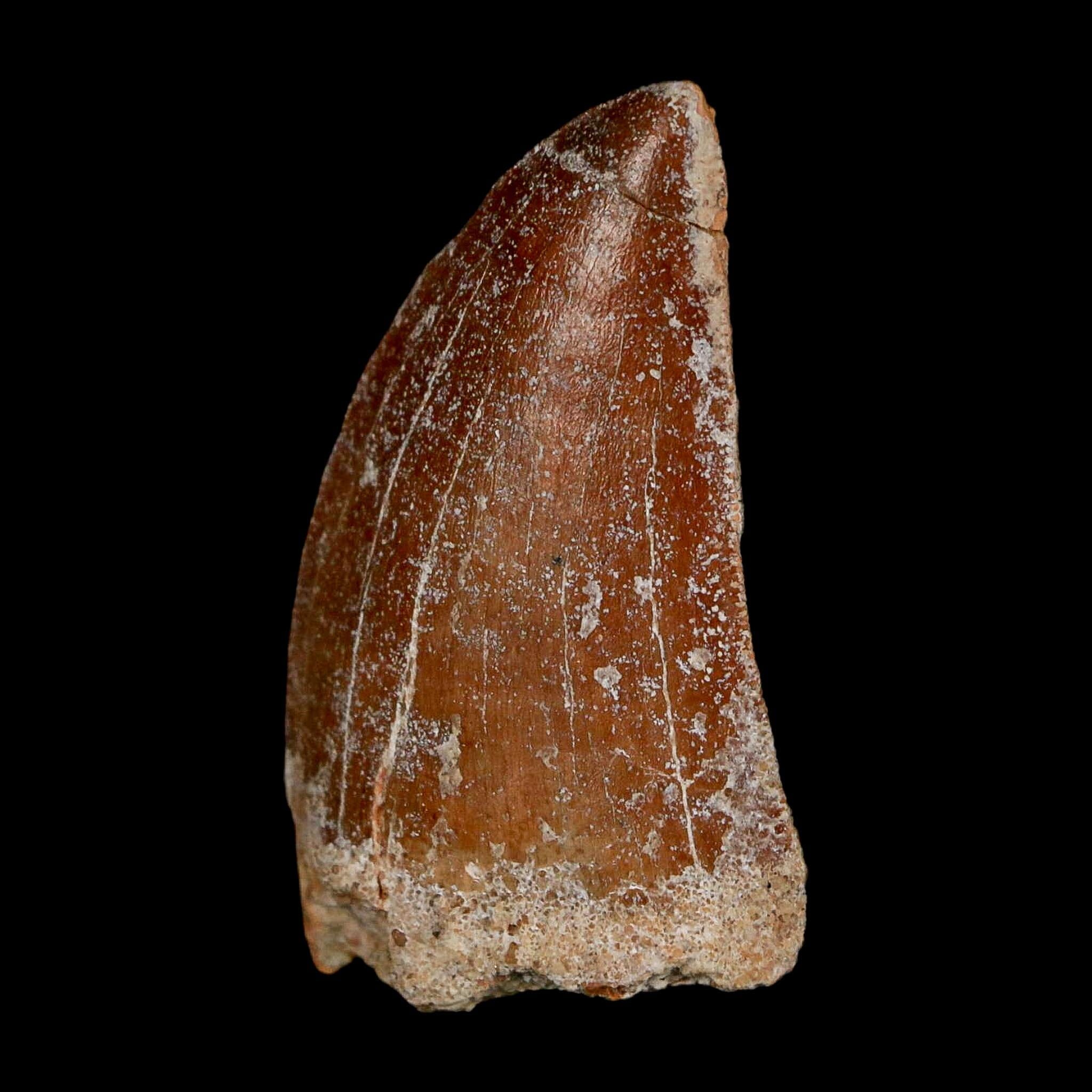 1.7" Carcharodontosaurus Fossil Tooth Cretaceous Dinosaur Morocco COA Stand - Fossil Age Minerals