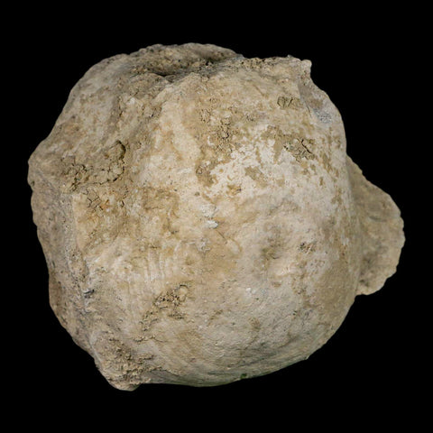 4.7" Brontothere Fossil Vertebrae Bone Eocene Age Badlands S Dakota Titanothere COA - Fossil Age Minerals