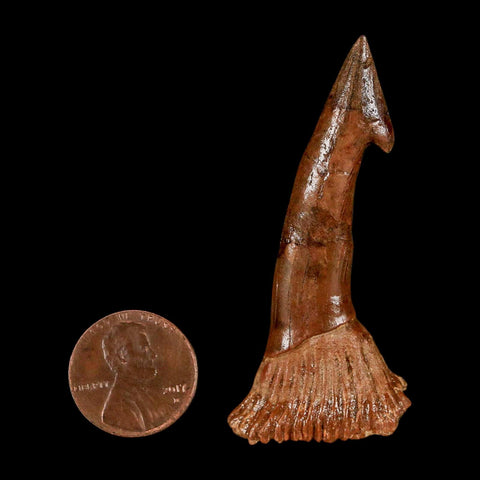 2.2" Sawfish Fossil Tooth Barb Onchopristis Numidus Cretaceous Dinosaur Era COA