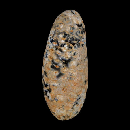 XL 2.2" Fossil Pine Cone Equicalastrobus Replaced By Agate Eocene Age Seeds Fruit