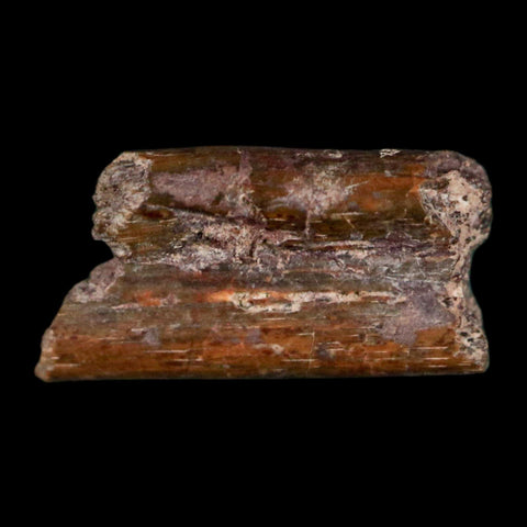 0.5" Dimetrodon Sail Spine Bone Fossil Permian Age Waurika Oklahoma COA, Display - Fossil Age Minerals