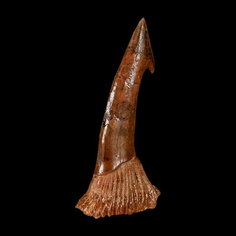 2.2" Sawfish Fossil Tooth Barb Onchopristis Numidus Cretaceous Dinosaur Era COA