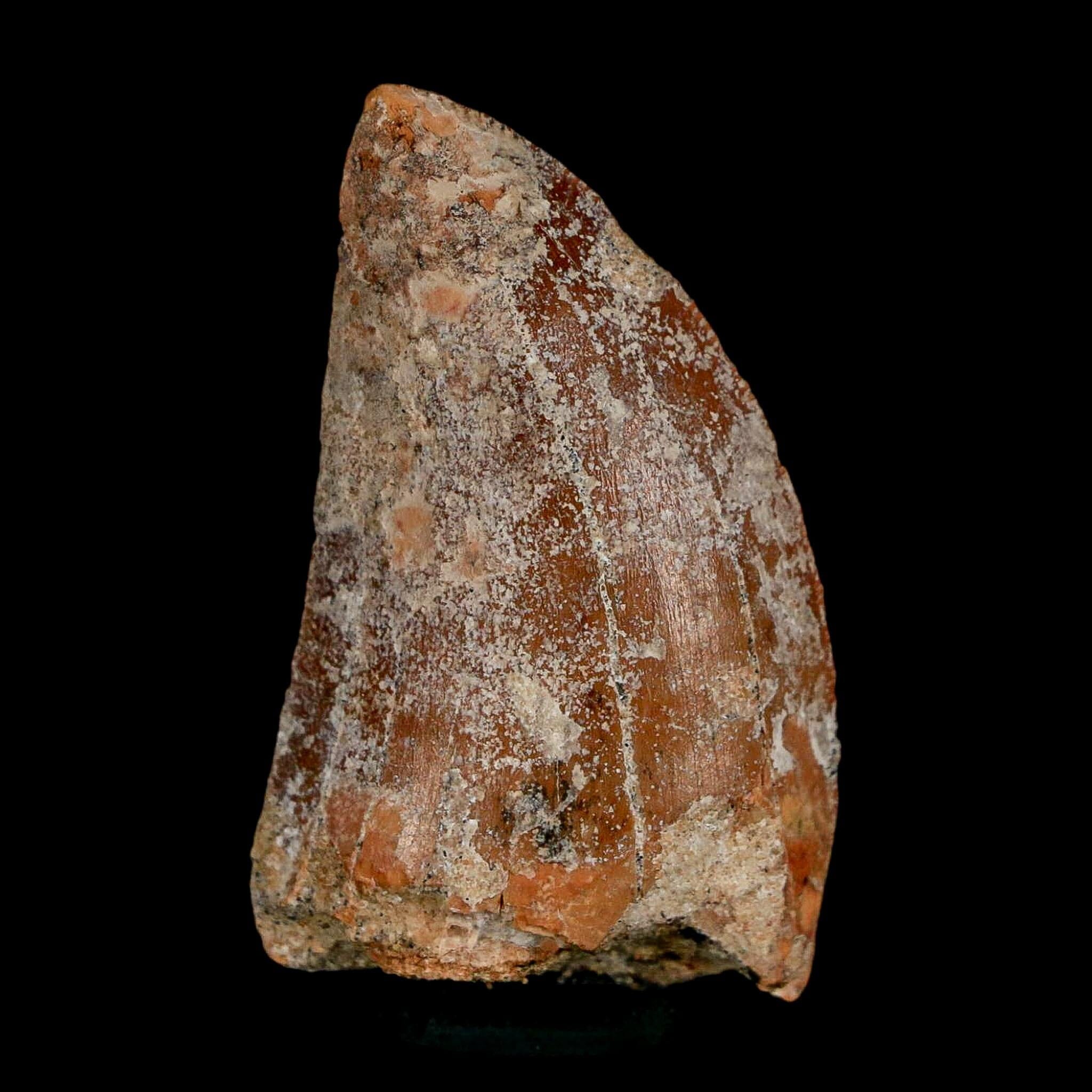 1.7" Carcharodontosaurus Fossil Tooth Cretaceous Dinosaur Morocco COA Stand - Fossil Age Minerals