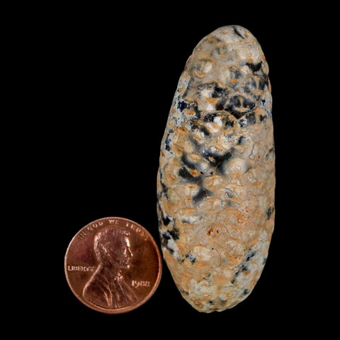 XL 2.2" Fossil Pine Cone Equicalastrobus Replaced By Agate Eocene Age Seeds Fruit - Fossil Age Minerals