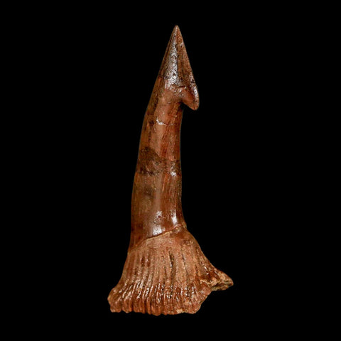 2.2" Sawfish Fossil Tooth Barb Onchopristis Numidus Cretaceous Dinosaur Era COA
