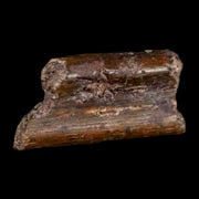 0.5" Dimetrodon Sail Spine Bone Fossil Permian Age Waurika Oklahoma COA, Display