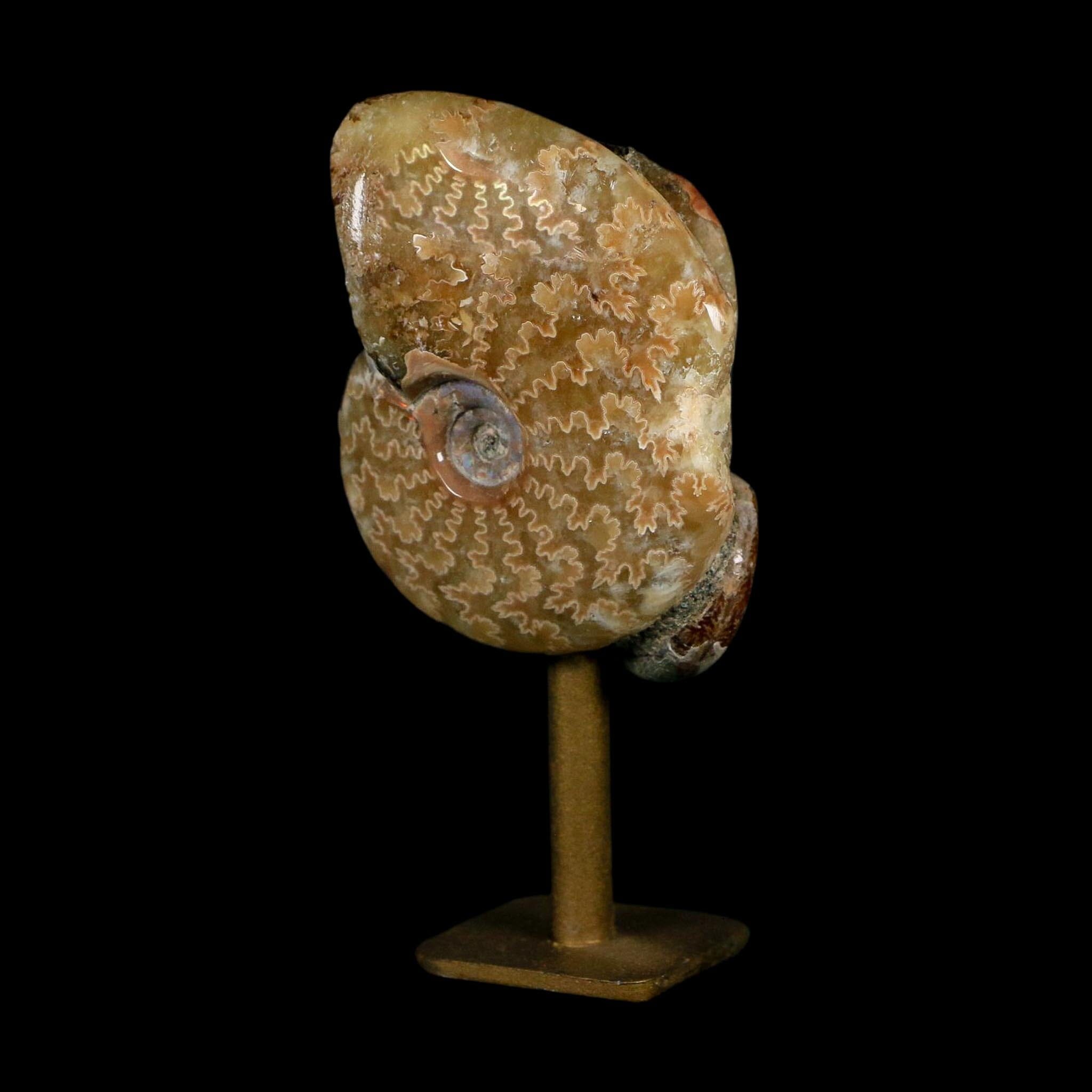 3.5" Cleoniceras Ammonite Fossil Cluster on Stand Madagascar Jurassic Age - Fossil Age Minerals
