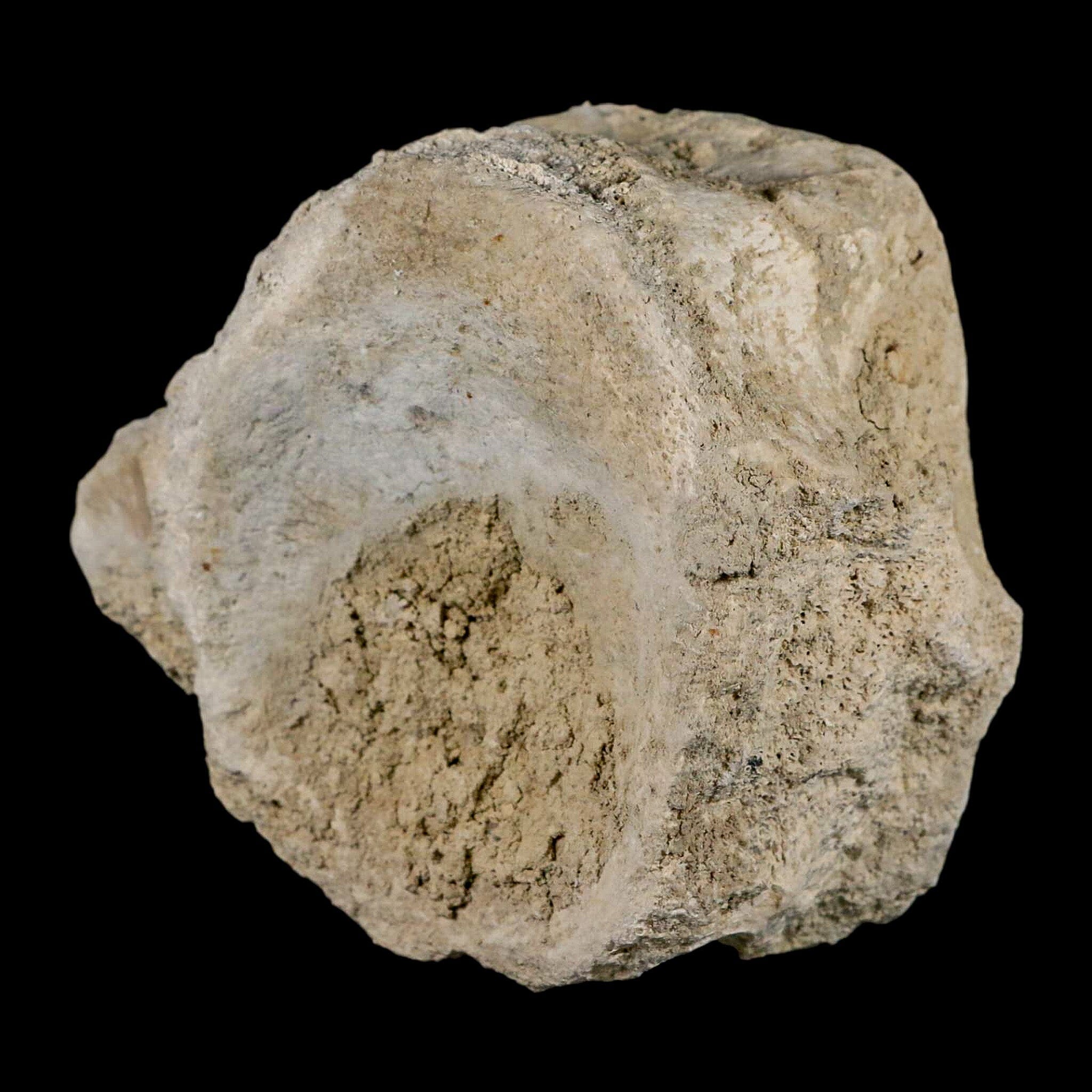 4.7" Brontothere Fossil Vertebrae Bone Eocene Age Badlands S Dakota Titanothere COA - Fossil Age Minerals