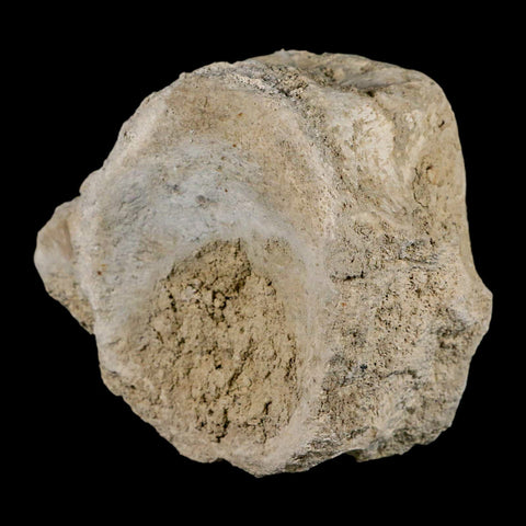 4.7" Brontothere Fossil Vertebrae Bone Eocene Age Badlands S Dakota Titanothere COA - Fossil Age Minerals