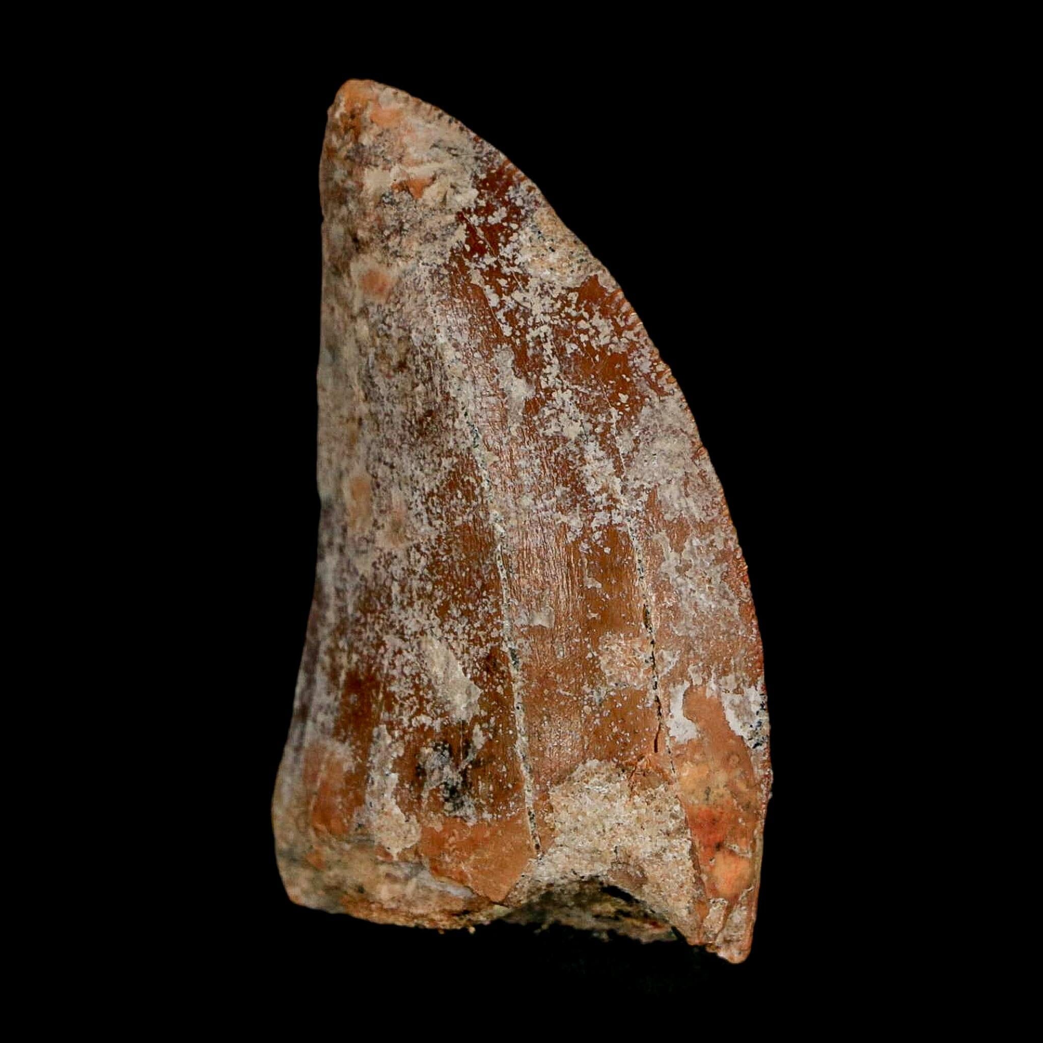 1.7" Carcharodontosaurus Fossil Tooth Cretaceous Dinosaur Morocco COA Stand - Fossil Age Minerals