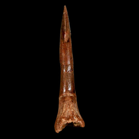 2.2" Sawfish Fossil Tooth Barb Onchopristis Numidus Cretaceous Dinosaur Era COA