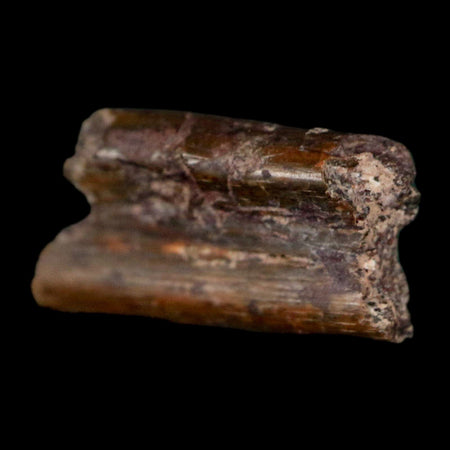 0.5" Dimetrodon Sail Spine Bone Fossil Permian Age Waurika Oklahoma COA, Display