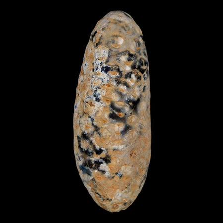 XL 2.2" Fossil Pine Cone Equicalastrobus Replaced By Agate Eocene Age Seeds Fruit