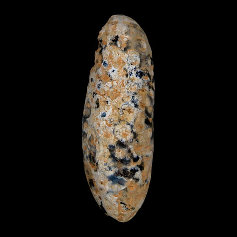 XL 2.2" Fossil Pine Cone Equicalastrobus Replaced By Agate Eocene Age Seeds Fruit - Fossil Age Minerals