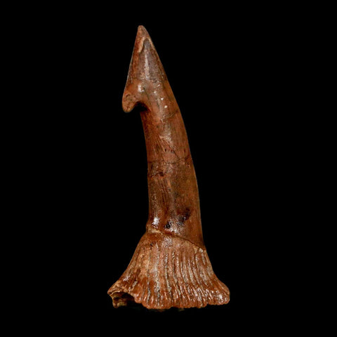 2.2" Sawfish Fossil Tooth Barb Onchopristis Numidus Cretaceous Dinosaur Era COA
