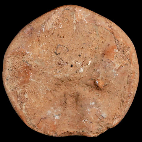 79MM Pygurus Marmonti Sea Urchin Fossil Sand Dollar Jurassic Age Madagascar - Fossil Age Minerals
