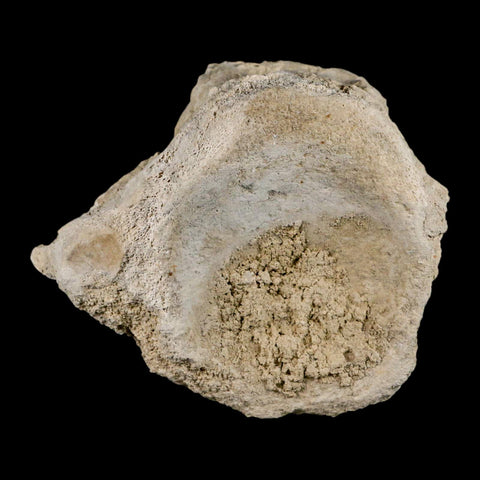 4.7" Brontothere Fossil Vertebrae Bone Eocene Age Badlands S Dakota Titanothere COA - Fossil Age Minerals