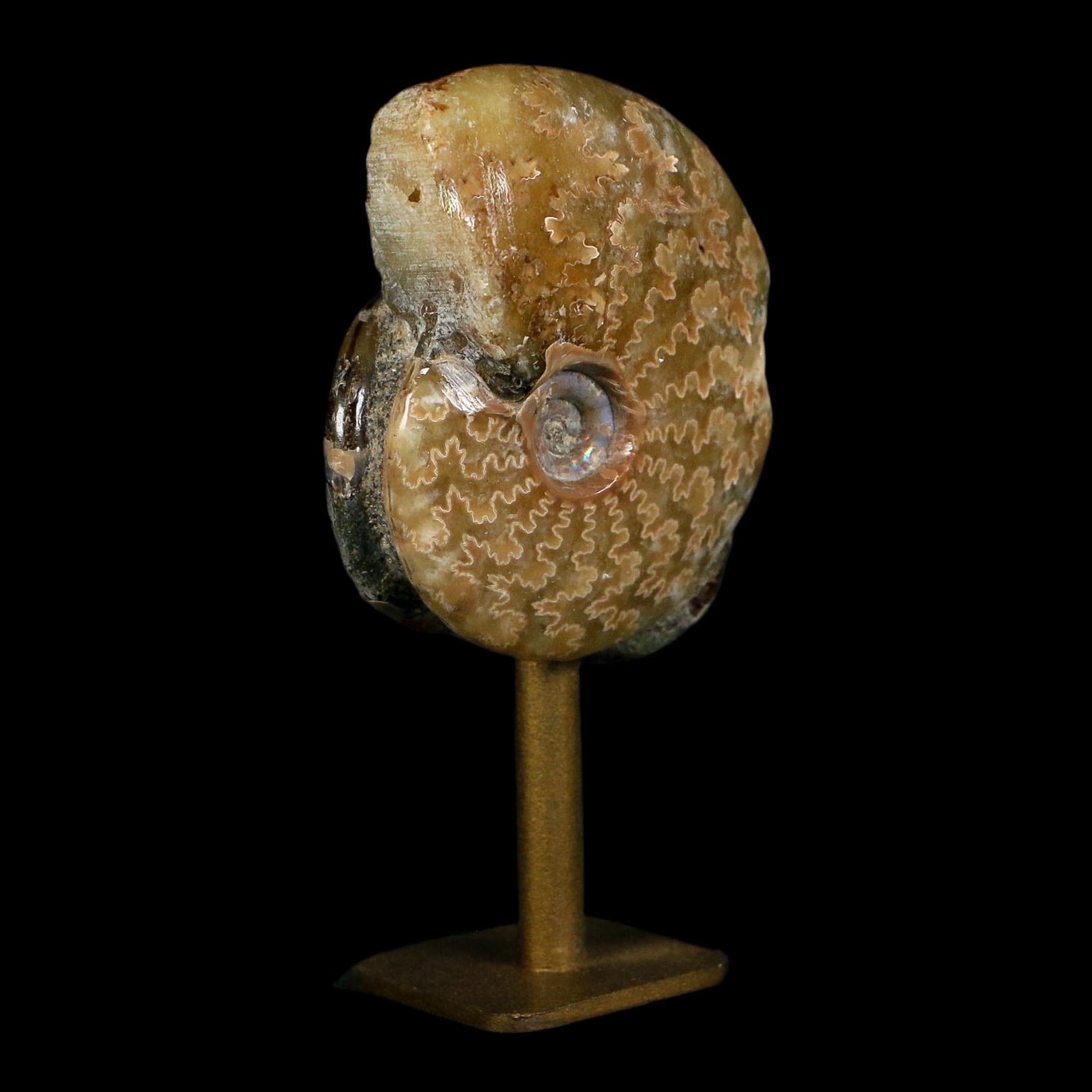 3.5" Cleoniceras Ammonite Fossil Cluster on Stand Madagascar Jurassic Age - Fossil Age Minerals