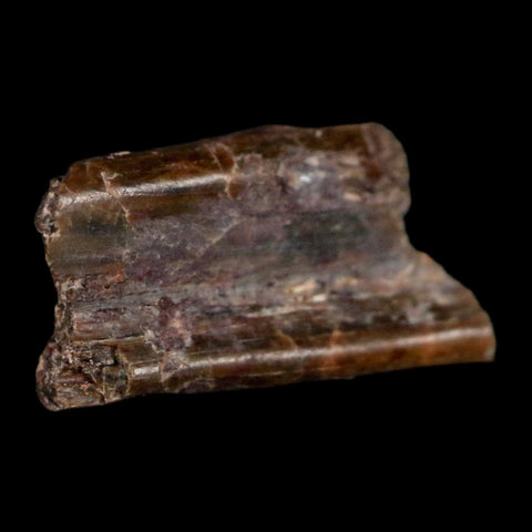 0.5" Dimetrodon Sail Spine Bone Fossil Permian Age Waurika Oklahoma COA, Display - Fossil Age Minerals