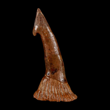2.2" Sawfish Fossil Tooth Barb Onchopristis Numidus Cretaceous Dinosaur Era COA