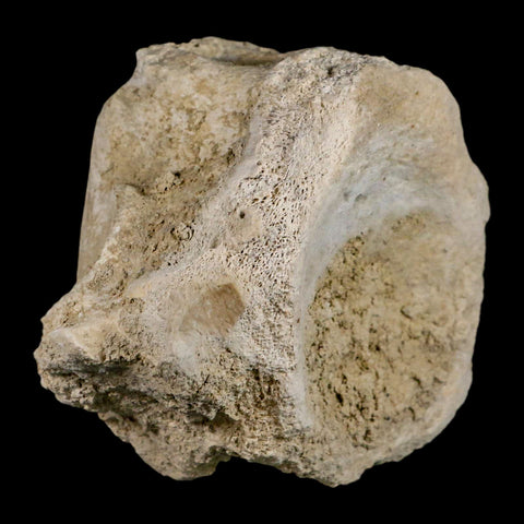 4.7" Brontothere Fossil Vertebrae Bone Eocene Age Badlands S Dakota Titanothere COA - Fossil Age Minerals