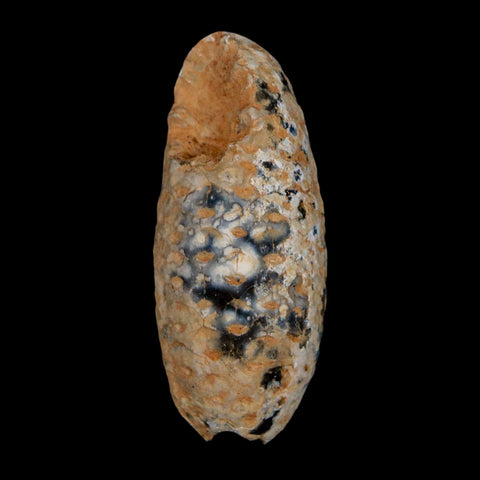 XL 2.2" Fossil Pine Cone Equicalastrobus Replaced By Agate Eocene Age Seeds Fruit - Fossil Age Minerals