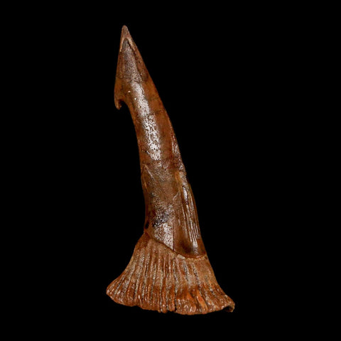 2.2" Sawfish Fossil Tooth Barb Onchopristis Numidus Cretaceous Dinosaur Era COA