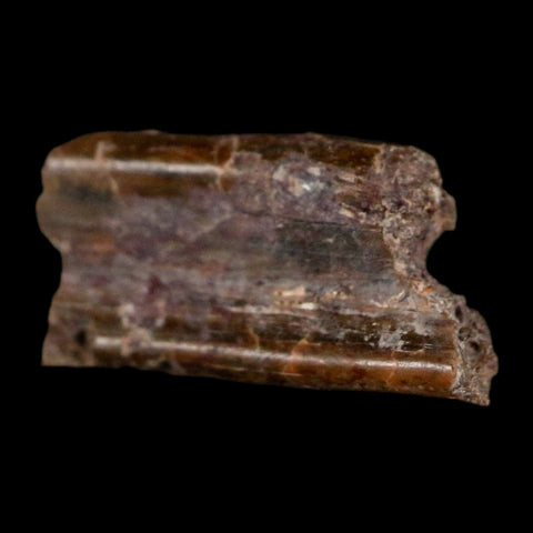 0.5" Dimetrodon Sail Spine Bone Fossil Permian Age Waurika Oklahoma COA, Display - Fossil Age Minerals