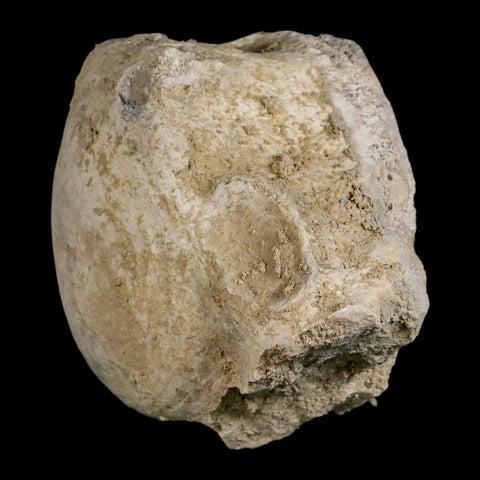 4.7" Brontothere Fossil Vertebrae Bone Eocene Age Badlands S Dakota Titanothere COA - Fossil Age Minerals