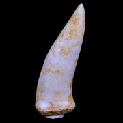 XL 2.3" Saber Toothed Herring Fossil Fang Enchodus Libycus Cretaceous COA Stand