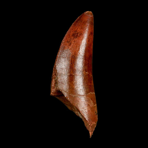 2" Carcharodontosaurus Fossil Tooth Cretaceous Dinosaur Morocco COA Stand