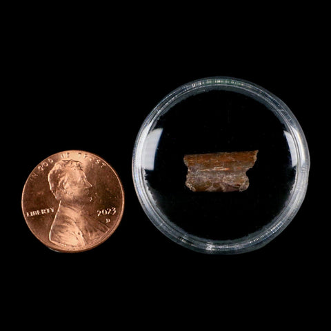 0.5" Dimetrodon Sail Spine Bone Fossil Permian Age Waurika Oklahoma COA, Display - Fossil Age Minerals