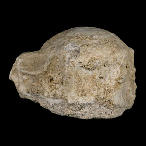 4.7" Brontothere Fossil Vertebrae Bone Eocene Age Badlands S Dakota Titanothere COA - Fossil Age Minerals