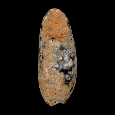 XL 2.2" Fossil Pine Cone Equicalastrobus Replaced By Agate Eocene Age Seeds Fruit - Fossil Age Minerals