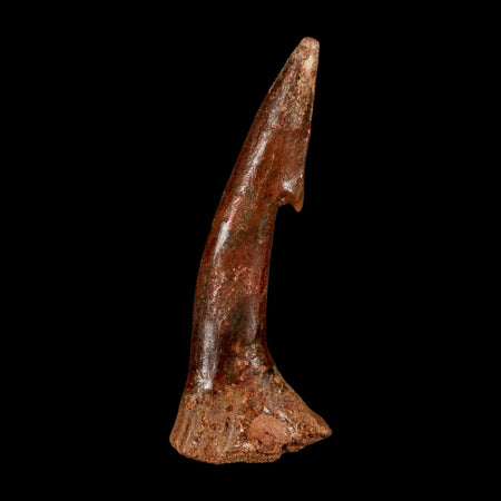 XL 2.8" Sawfish Fossil Tooth Barb Onchopristis Numidus Cretaceous Dinosaur Era COA