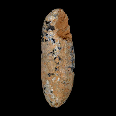 XL 2.2" Fossil Pine Cone Equicalastrobus Replaced By Agate Eocene Age Seeds Fruit - Fossil Age Minerals