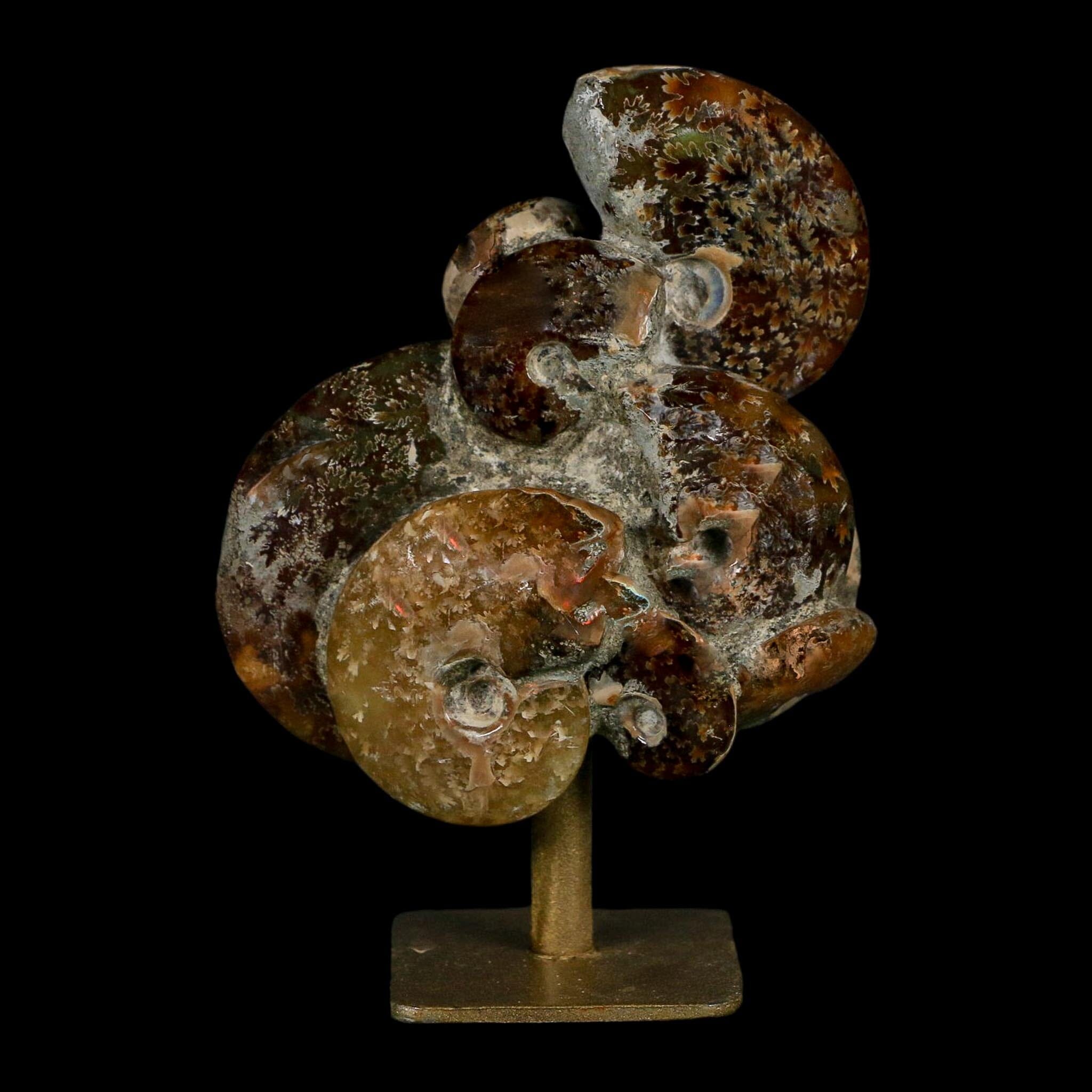 3.8" Cleoniceras Ammonite Fossil Cluster on Stand Madagascar Jurassic Age - Fossil Age Minerals