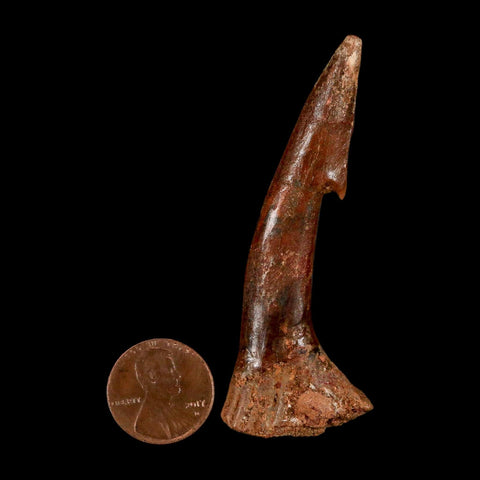 XL 2.8" Sawfish Fossil Tooth Barb Onchopristis Numidus Cretaceous Dinosaur Era COA