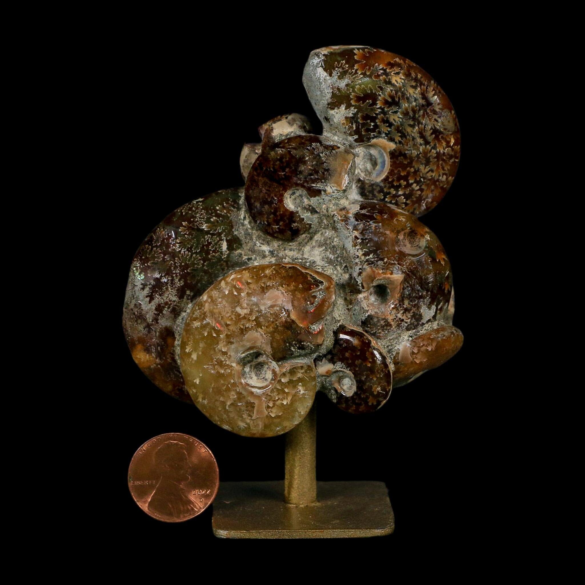 3.8" Cleoniceras Ammonite Fossil Cluster on Stand Madagascar Jurassic Age - Fossil Age Minerals