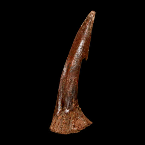 XL 2.8" Sawfish Fossil Tooth Barb Onchopristis Numidus Cretaceous Dinosaur Era COA