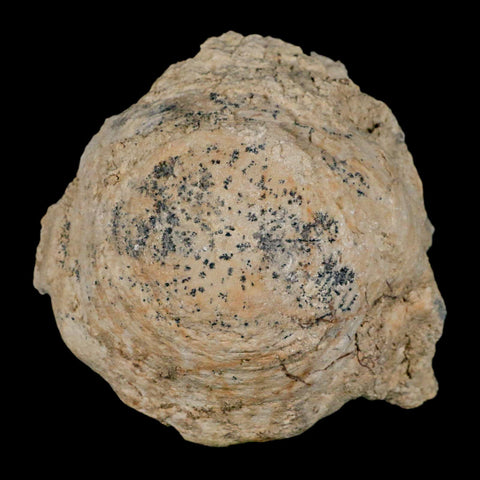 4.5" Brontothere Fossil Vertebrae Bone Eocene Age Badlands S Dakota Titanothere COA - Fossil Age Minerals