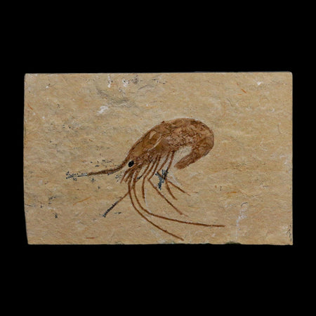 1.9" Fossil Shrimp Carpopenaeus Cretaceous Age 100 Mil Yrs Old Lebanon COA